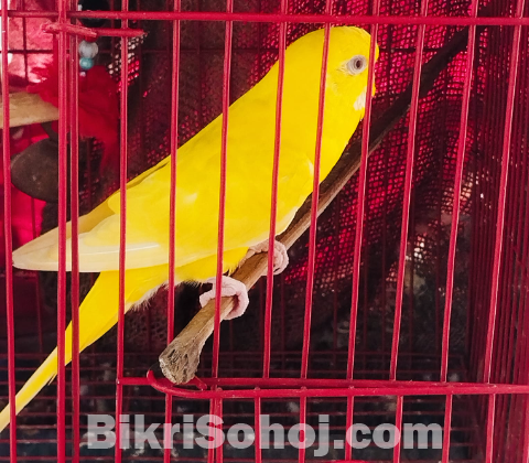 Lutino Red Eye প্রিমিয়াম কোয়ালিটি
